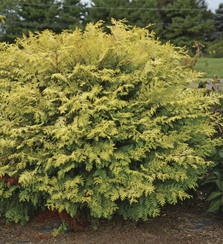 A green and yellow chamaecyparis bush with dense foliage stands in a garden setting, surrounded by other greenery.