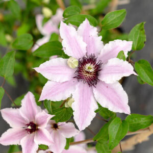 Close up bloom photo of pink and white Clematis Ithemba bloom