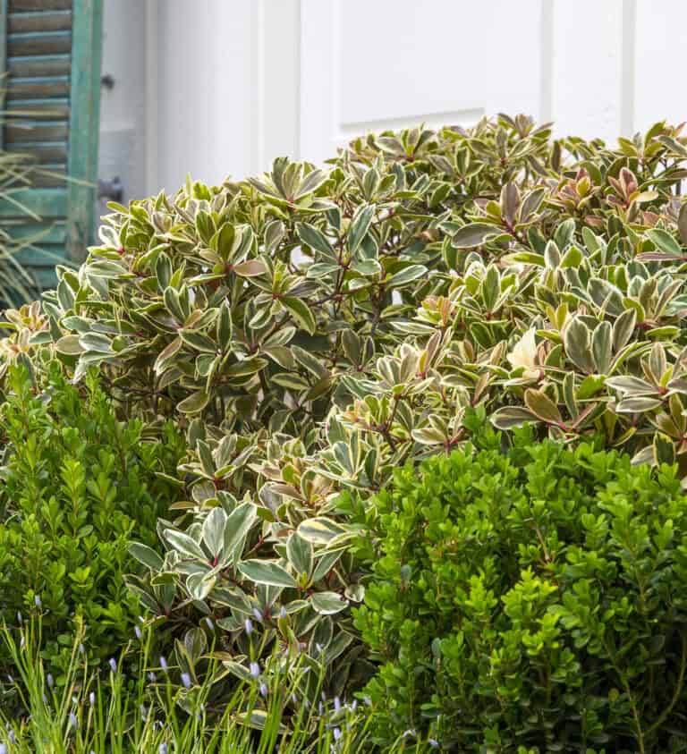 Variegated foliage cleyera and green boxwood bushes are pictured in a garden bed next to a white building exterior.