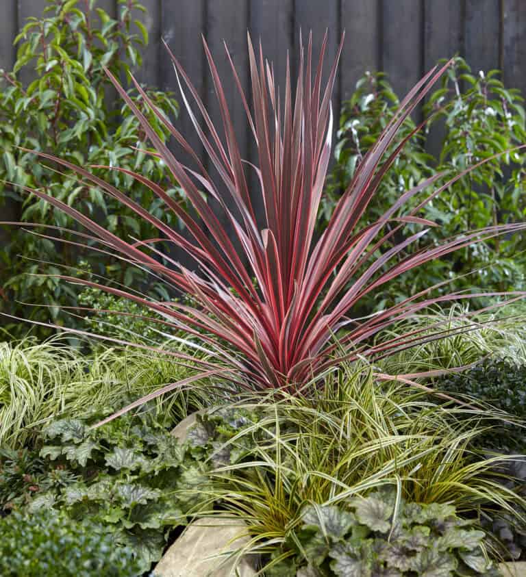 A red cordyline plant with long, pointed leaves stands in the center of a garden, surrounded by various green foliage. A wooden fence provides a backdrop.