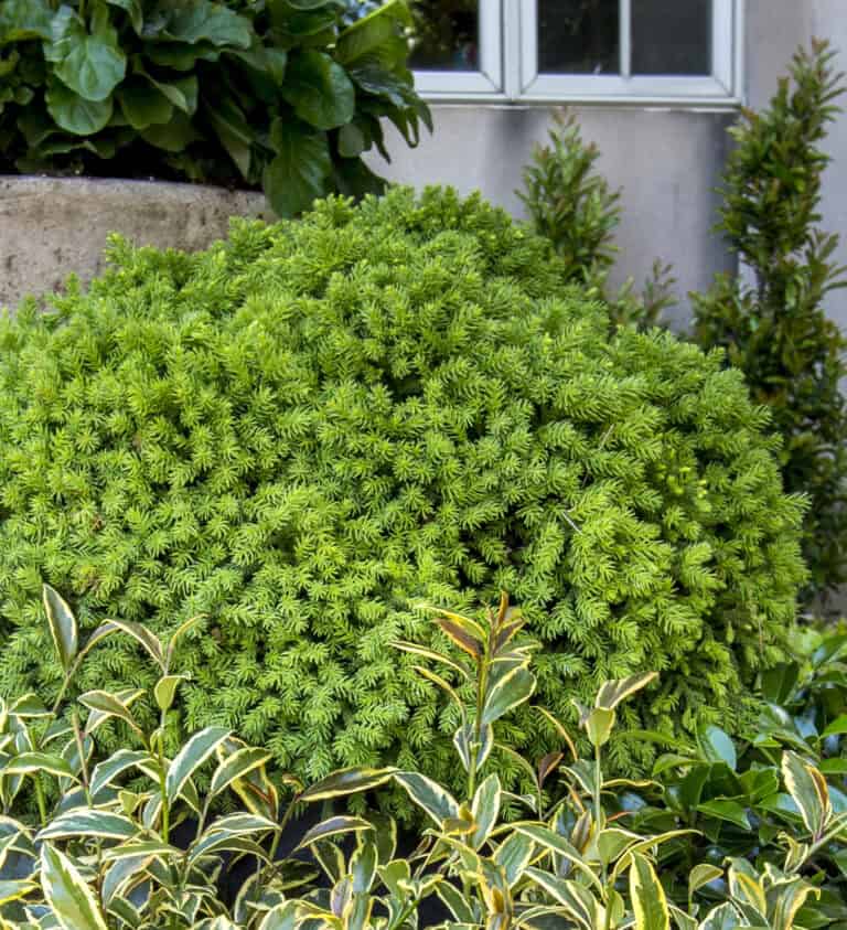 Lush, green foliage of various plants, including a cryptomeria bush, in front of a window in a garden setting.