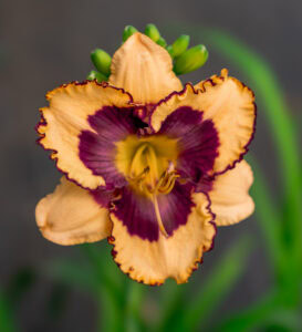 Close-up of a daylily flower with creamy peach petals, ruffled edges, and a deep purple center with yellow throat, blooming in a garden