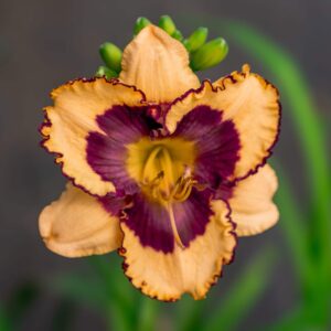 Close-up of a daylily flower with creamy peach petals, ruffled edges, and a deep purple center with yellow throat, blooming in a garden