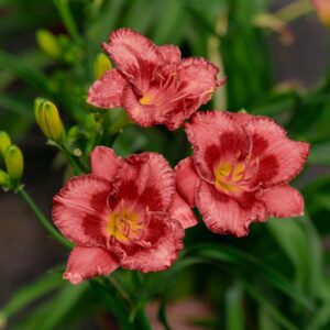 lose-up of three coral-red daylily flowers (Hemerocallis) in full bloom with ruffled petals and yellow throats, surrounded by green leaves and unopened buds in a garden setting.