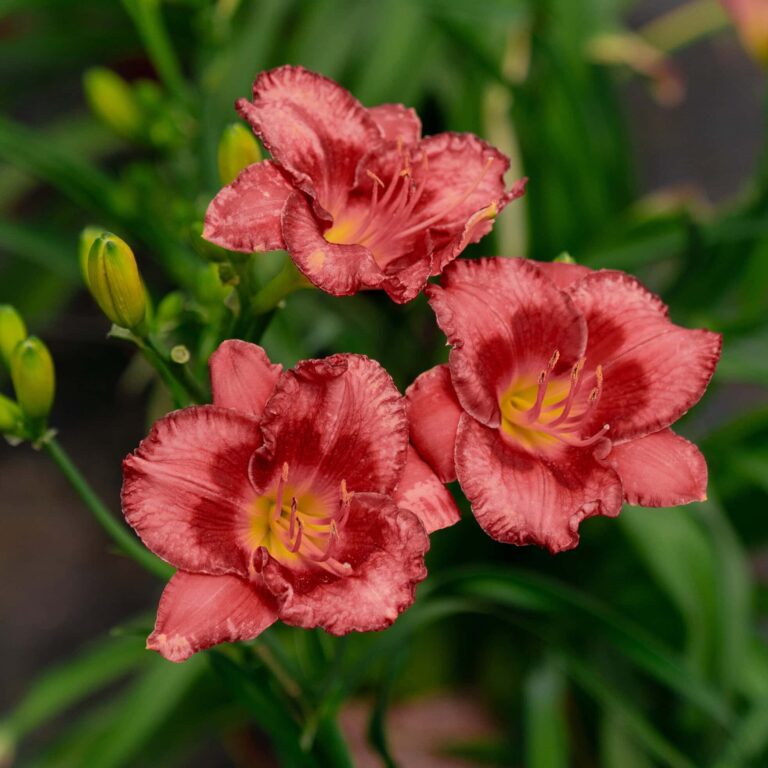 lose-up of three coral-red daylily flowers (Hemerocallis) in full bloom with ruffled petals and yellow throats, surrounded by green leaves and unopened buds in a garden setting.