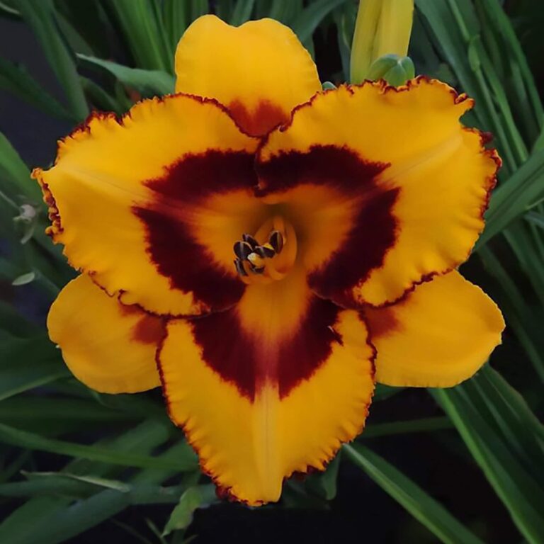 Close-up of a golden yellow daylily (Hemerocallis) with a deep red eye and ruffled edges, surrounded by green foliage in a garden setting.