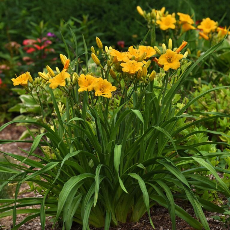 Clump of golden yellow daylilies (Hemerocallis) blooming in a garden bed, with multiple buds, bright flowers, and lush green foliage.
