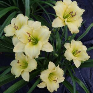 Cluster of pale lemon-yellow daylilies (Hemerocallis) with ruffled petals and green throats, blooming above arching green foliage in a garden setting.
