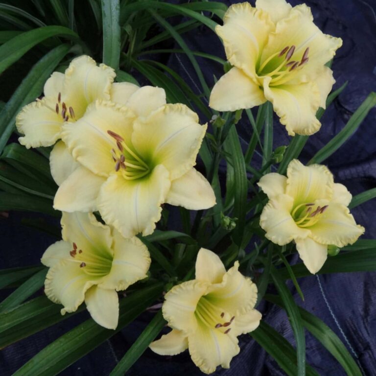 Cluster of pale lemon-yellow daylilies (Hemerocallis) with ruffled petals and green throats, blooming above arching green foliage in a garden setting.