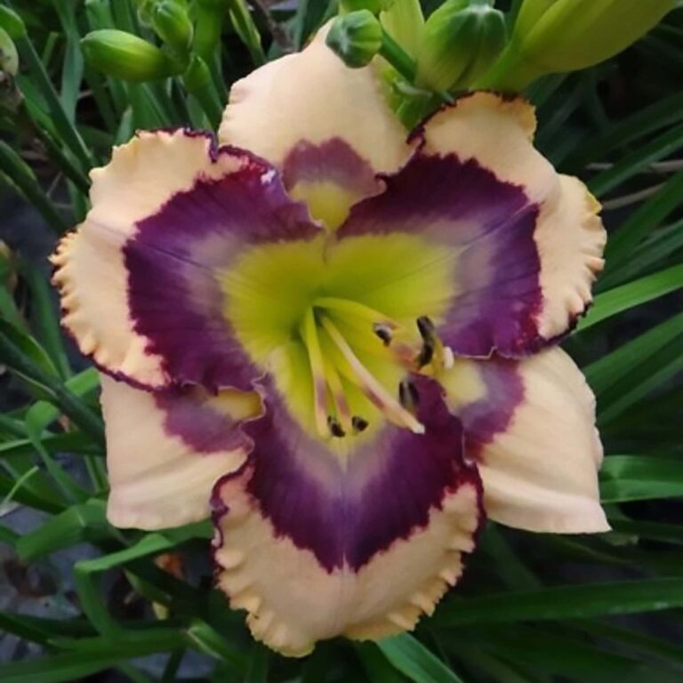 Close-up of a peach daylily (Hemerocallis) with a bold burgundy eye, ruffled edges, and a green throat, surrounded by buds and green foliage.