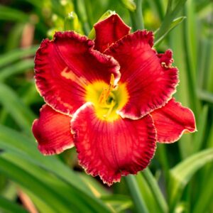 Close-up of a vivid red daylily (Hemerocallis) with ruffled petals, a bright yellow throat, and green foliage in a garden setting.
