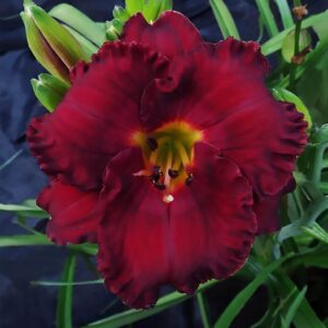 Close-up of a deep burgundy red daylily (Hemerocallis) with ruffled petals and a yellow-green throat, surrounded by buds and green foliage.
