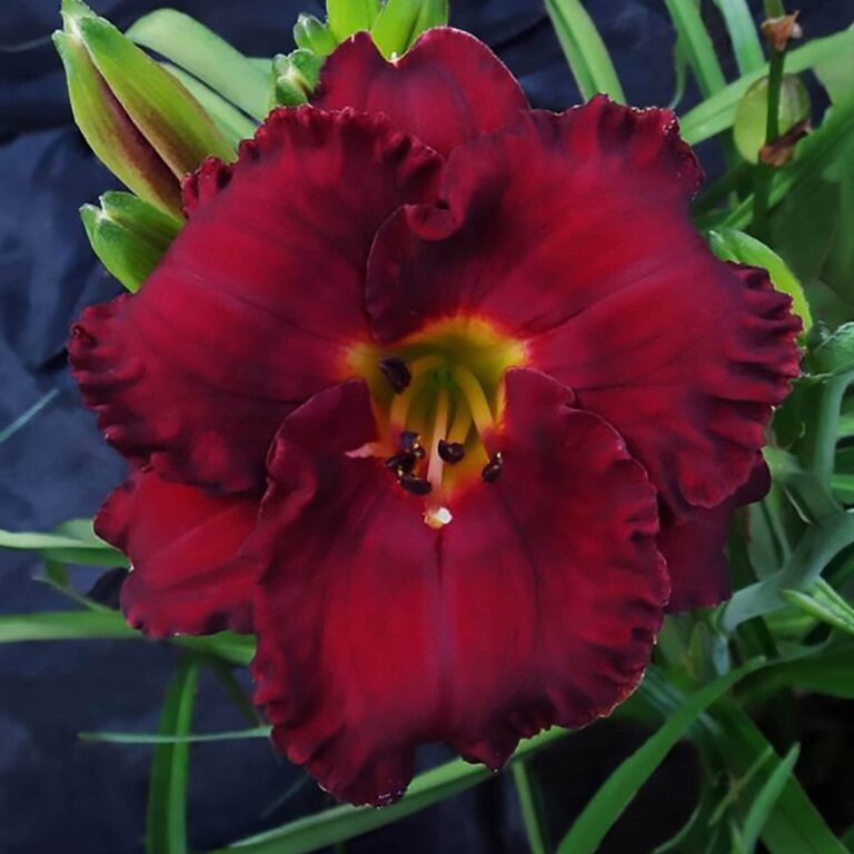 Close-up of a deep burgundy red daylily (Hemerocallis) with ruffled petals and a yellow-green throat, surrounded by buds and green foliage.