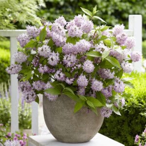 Deutzia Raspberry Sundae in Container