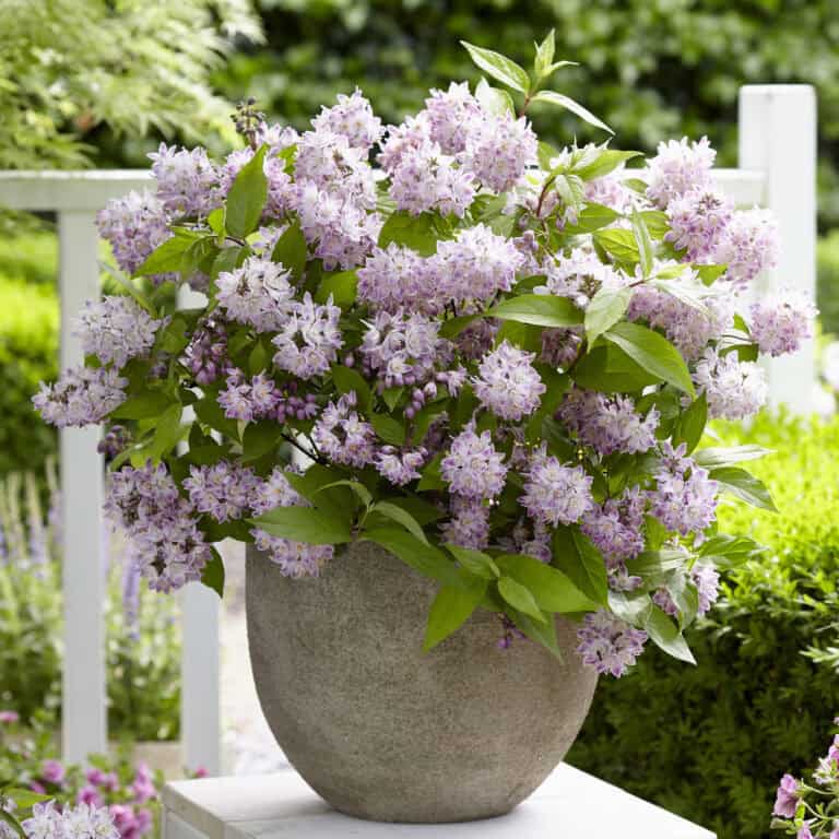 Deutzia Raspberry Sundae in Container