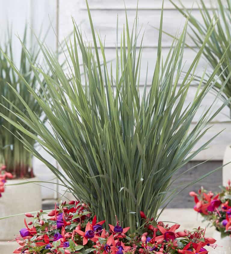 Potted ornamental Dianella plant with long, narrow green leaves surrounded by small red and purple flowers.