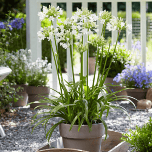 Agapanthus Ever White™