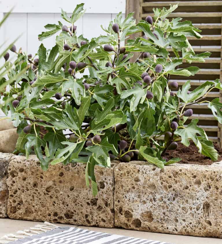 A fig tree with large green leaves and purple figs grows in a rectangular stone planter indoors.