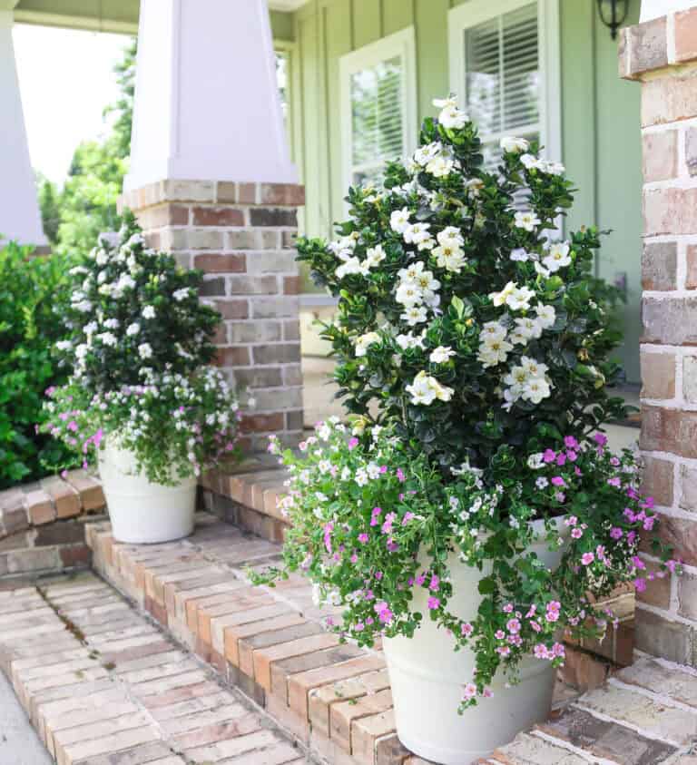 Two potted gardenia plants with white flowers and trailing pink blossoms sit on brick steps in front of a house with green siding and white trim.