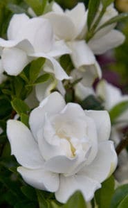 Gardenia Jubilation
