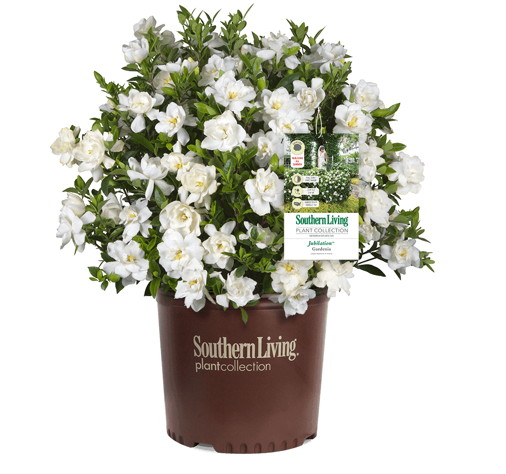Jubilation Gardenia with Branded Container and Tag