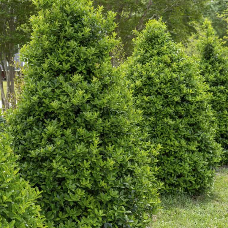 Hedge row of Ilex Oakland trees