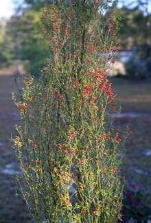 ’Scarlet's Peak' Holly | Plant Development Services, inc.