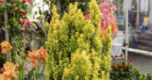Ilex Golden Sky with its brilliant yellow green foliage and vertical habit