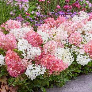 Hydrangea Groundbreaker Blush planted in landscape with pink and white blooms