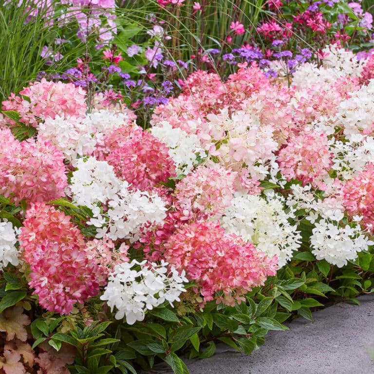 Hydrangea Groundbreaker Blush planted in landscape with pink and white blooms