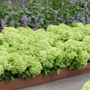 Photo of Hydrangea paniculata Groundbreaker® Greeny™ planted in landscape