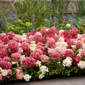 Photo of Hydrangea paniculata Groundbreaker® Ruby™ planted in landscape