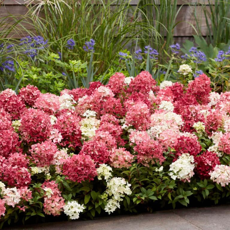 Photo of Hydrangea paniculata Groundbreaker® Ruby™ planted in landscape
