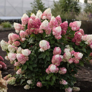Photo of Hydrangea Living Creations Living Colorful Cocktail planted in landscape