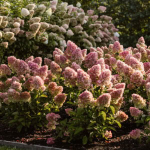 Photo of Hydrangea Living Creations Living Little Blossom planted in landscape