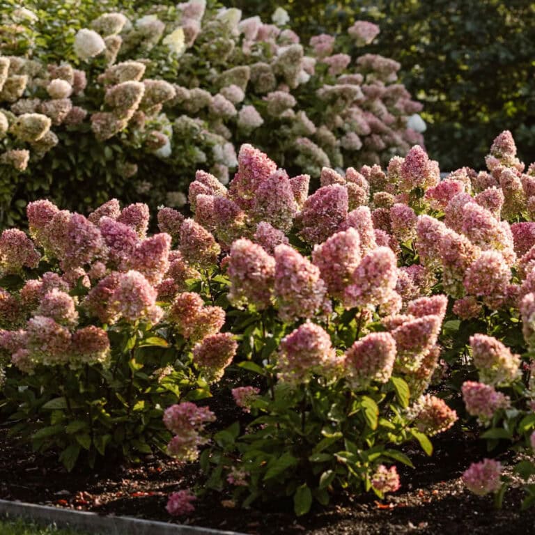 Photo of Hydrangea Living Creations Living Little Blossom planted in landscape