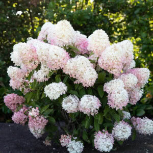 Hydrangea Living Creations Living Raspberry Pink bush planted in landscape