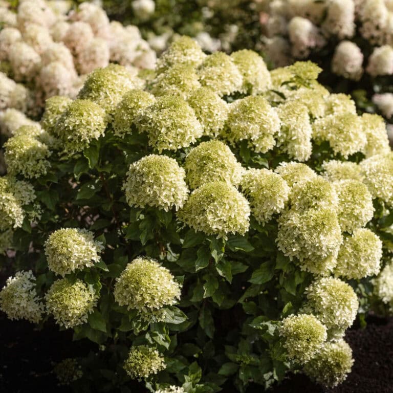 Hydrangea Living Creations Living Summer Breeze bush planted in landscape