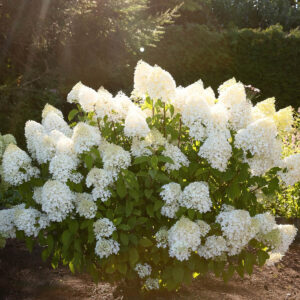 Nursery photo of Living Sugar Rush white hydrangea paniculata blooms