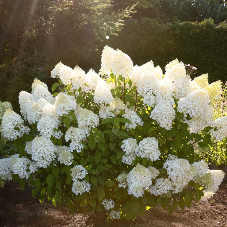 Nursery photo of Living Sugar Rush white hydrangea paniculata blooms