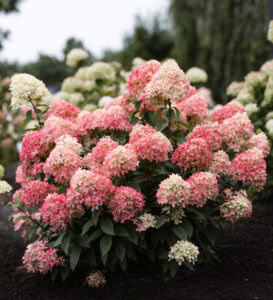 White and pink blooms of Living Creations® Living Little Love