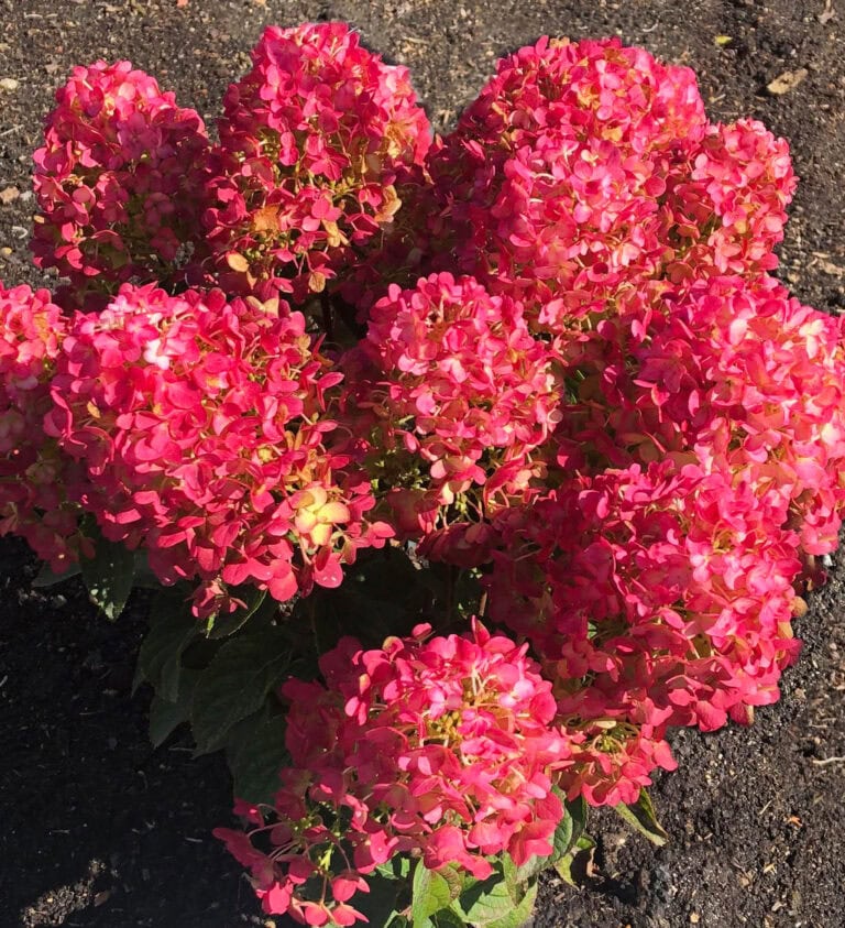 Nursery photo of Living Little Rosy red hydrangea paniculata blooms