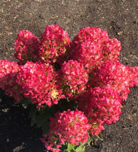 Living Creations Living Little Rosy Hyrdangea with bold pink blooms