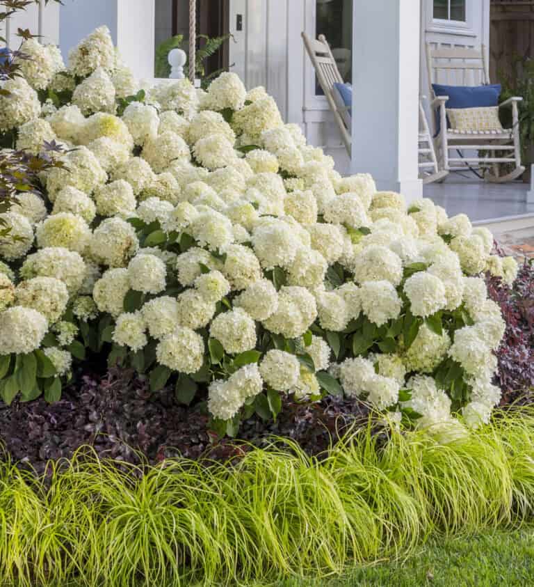 A lush cluster of white hydrangea flowers in full bloom in front of a house with a porch, flanked by yellow-green ornamental grass.