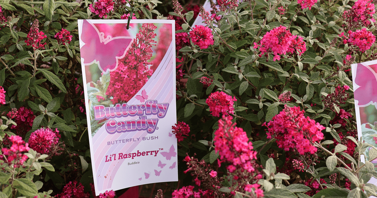 Butterfly Candy plants with tags