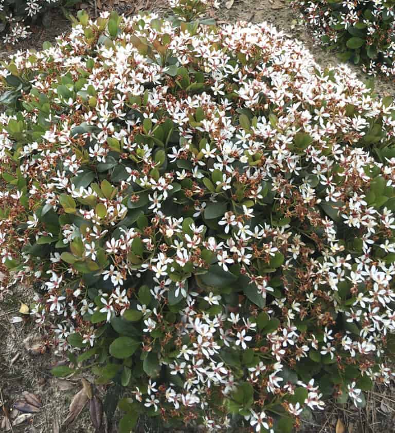 A dense Indian Hawthorne covered with small white flowers and some brown wilted blooms, surrounded by green leaves and set on a bare patch of ground.