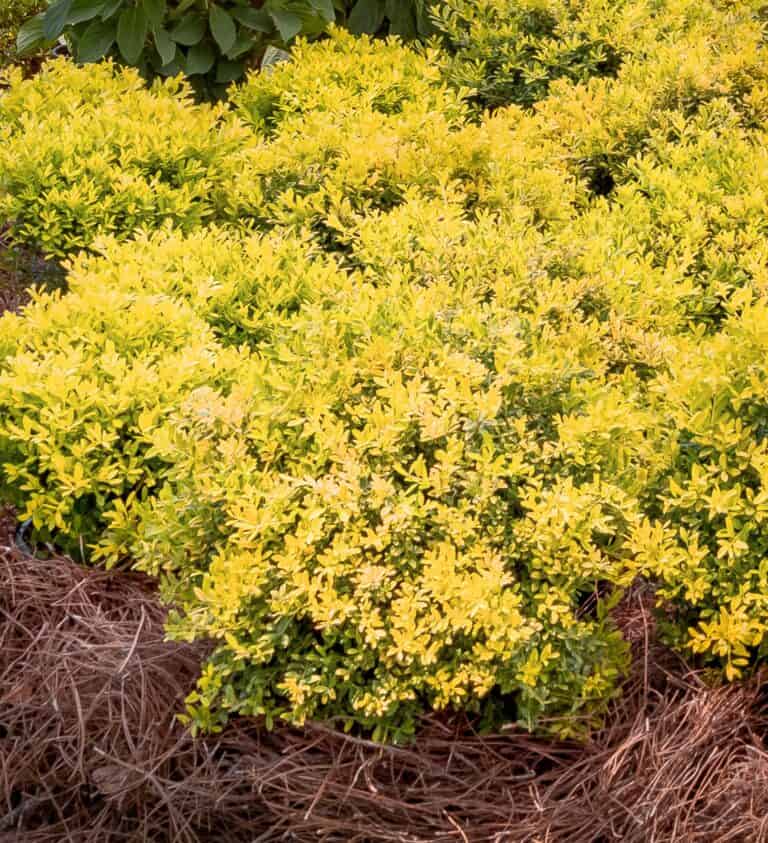 A cluster of yellow-leafed Ilex shrubs is planted in soil covered with brown mulch, with green foliage visible in the background.