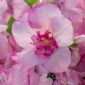 Encore Azalea Autumn Kiss bloom with pink and white petals