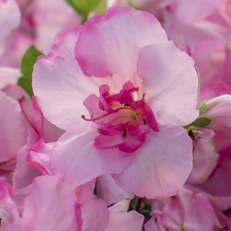 Encore Azalea Autumn Kiss bloom with pink and white petals
