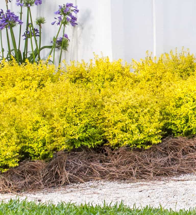 Yellow ligustrum bushes with a ground cover of pine straw in front of a white fence, accompanied by tall purple flowers in the background.